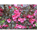 WEIGELA florida 'Alexandra' WEIGELA florida 'Alexandra'
