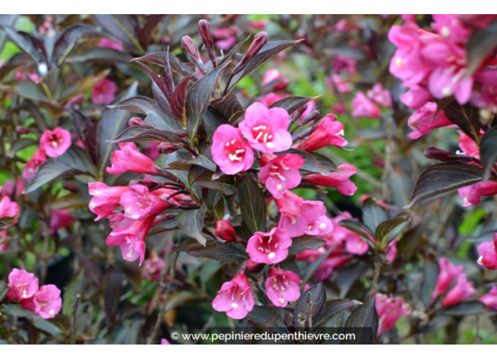 WEIGELA florida 'Alexandra' WEIGELA florida 'Alexandra'