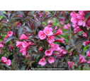 WEIGELA florida 'Alexandra' WEIGELA florida 'Alexandra'