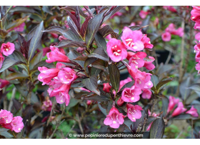 WEIGELA florida 'Alexandra' WEIGELA florida 'Alexandra'