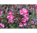 WEIGELA florida 'Alexandra' WEIGELA florida 'Alexandra'