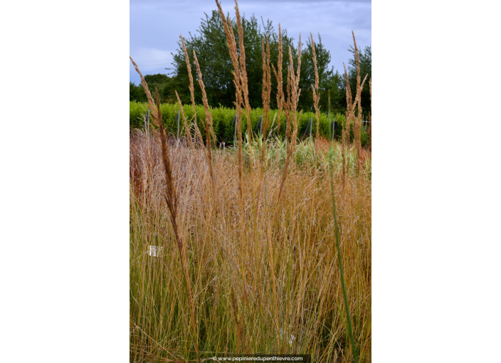 CALAMAGROSTIS x acutiflora 'Karl Foerster' CALAMAGROSTIS x acutiflora 'Karl Foerster'