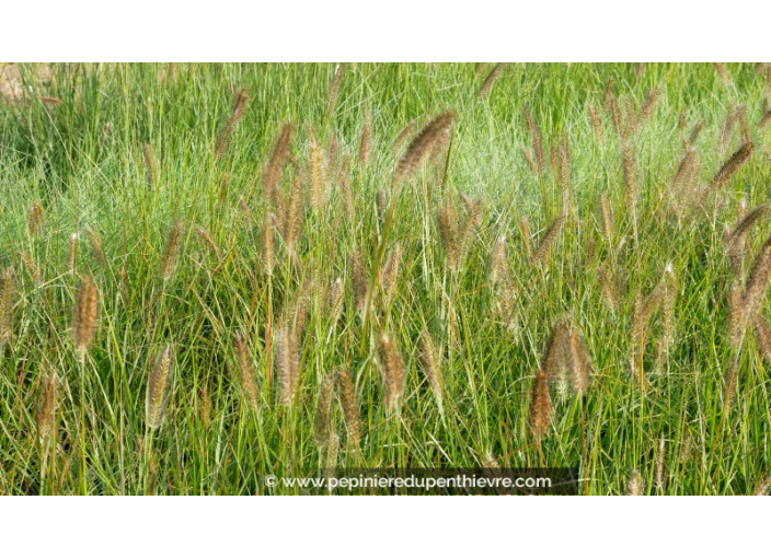 PENNISETUM alopecuroides