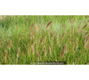 PENNISETUM alopecuroides
