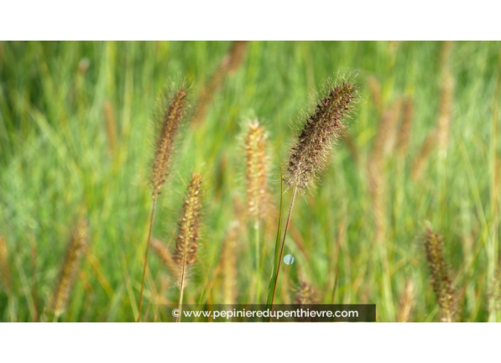 PENNISETUM alopecuroides