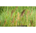 PENNISETUM alopecuroides