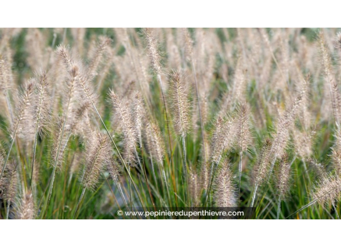 PENNISETUM alopecuroides 'Hameln'