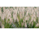 PENNISETUM alopecuroides 'Hameln'