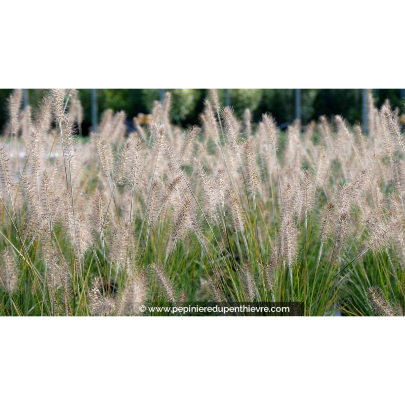 PENNISETUM alopecuroides 'Hameln'