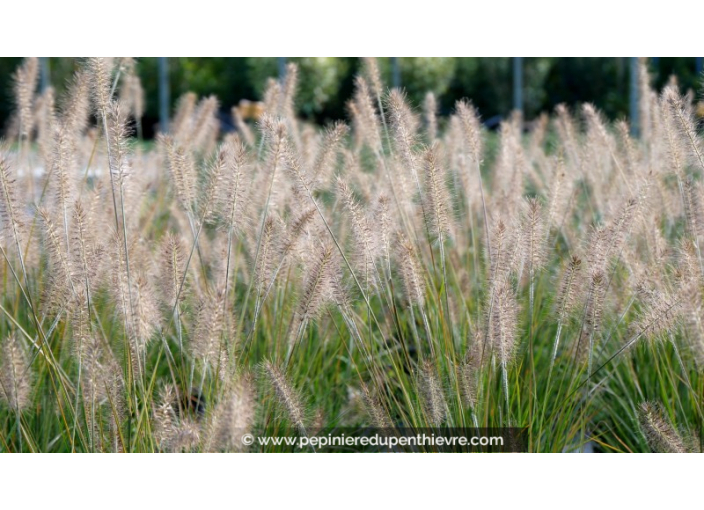 PENNISETUM alopecuroides 'Hameln'