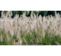 PENNISETUM alopecuroides 'Hameln'