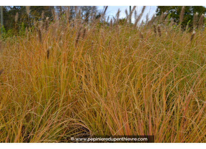 PENNISETUM alopecuroides
