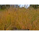 PENNISETUM alopecuroides