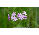 TULBAGHIA violacea