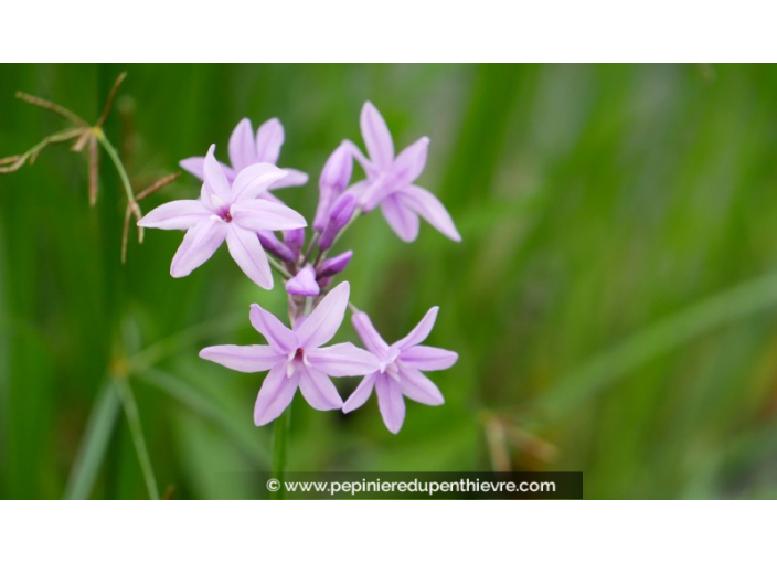 TULBAGHIA violacea TULBAGHIA violacea