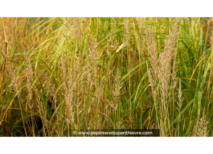 STIPA brachytricha STIPA brachytricha