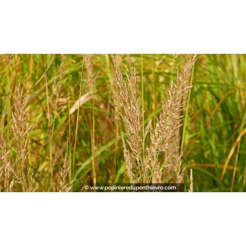 STIPA brachytricha