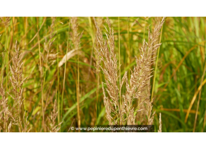 STIPA brachytricha