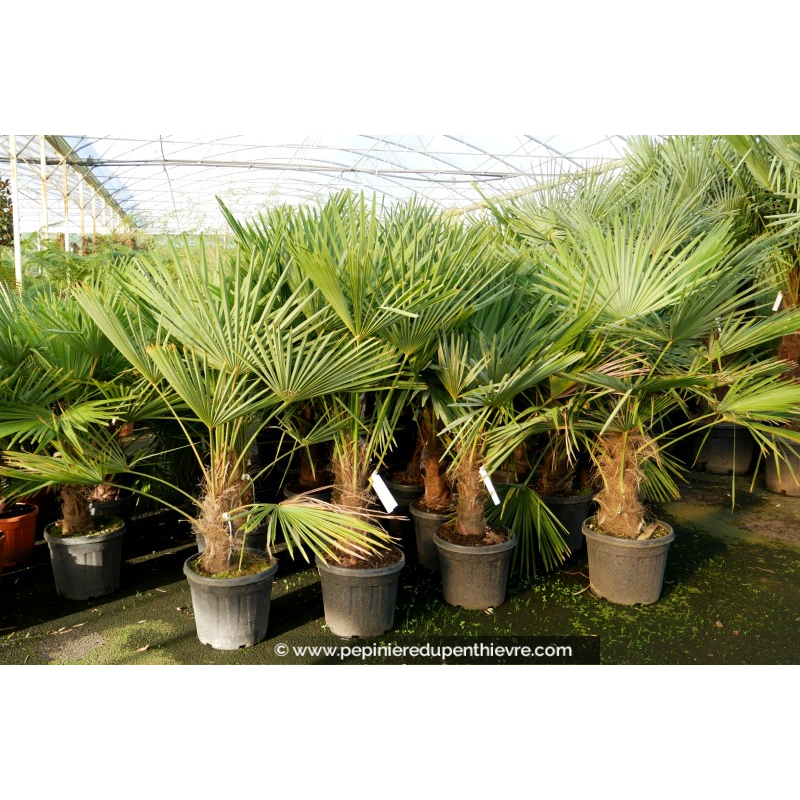 TRACHYCARPUS fortunei 'Tronc 40/50'