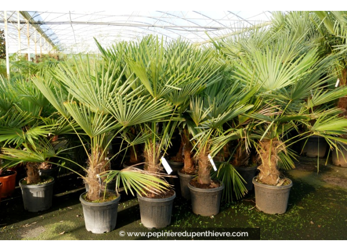 TRACHYCARPUS fortunei 'Tronc 40/50'