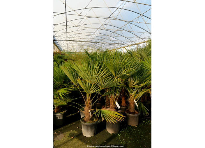 TRACHYCARPUS fortunei 'Tronc 40/50'