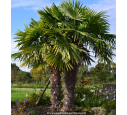 TRACHYCARPUS fortunei TRACHYCARPUS fortunei