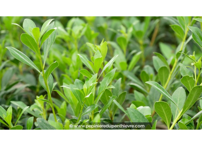 PITTOSPORUM heterophyllum - Automne PITTOSPORUM heterophyllum - Automne