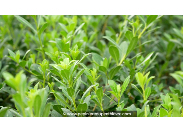 PITTOSPORUM heterophyllum - Automne PITTOSPORUM heterophyllum - Automne