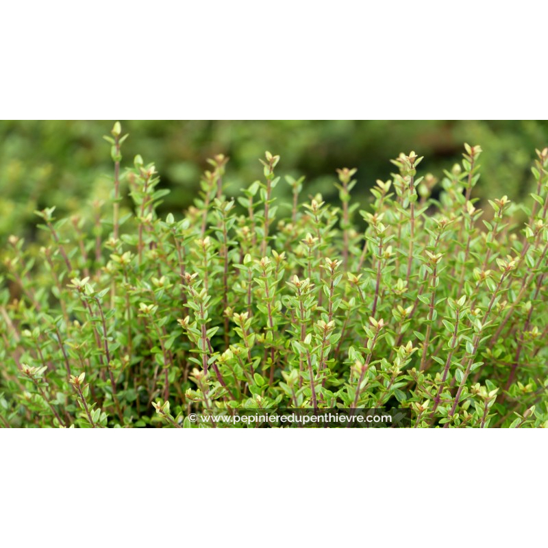 LONICERA nitida 'Scoop'®