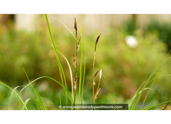 CAREX oshimensis 'Everlime'® CAREX oshimensis 'Everlime'®