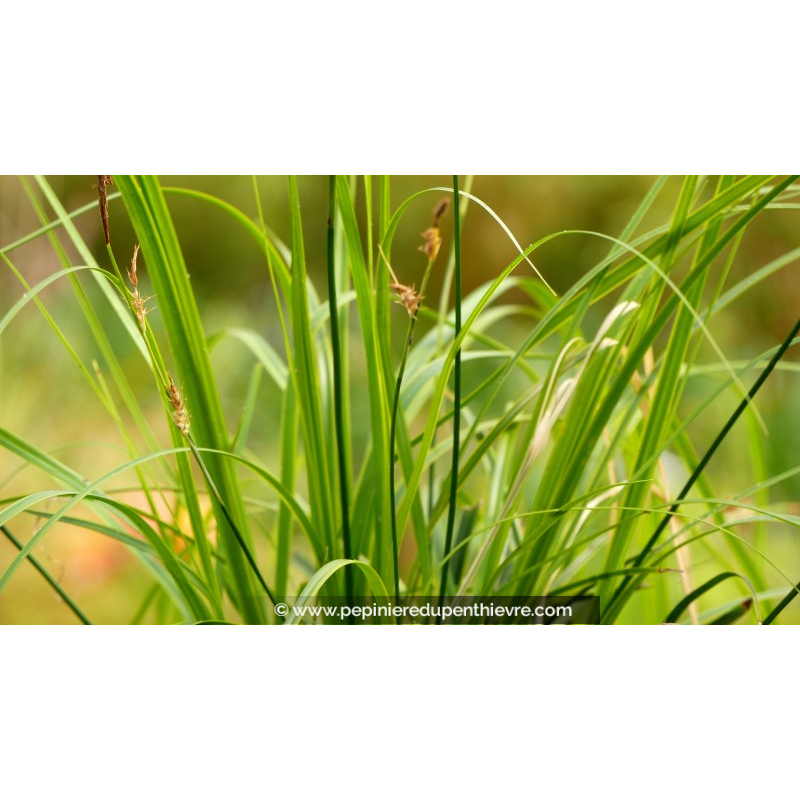 CAREX oshimensis 'Everlime'®