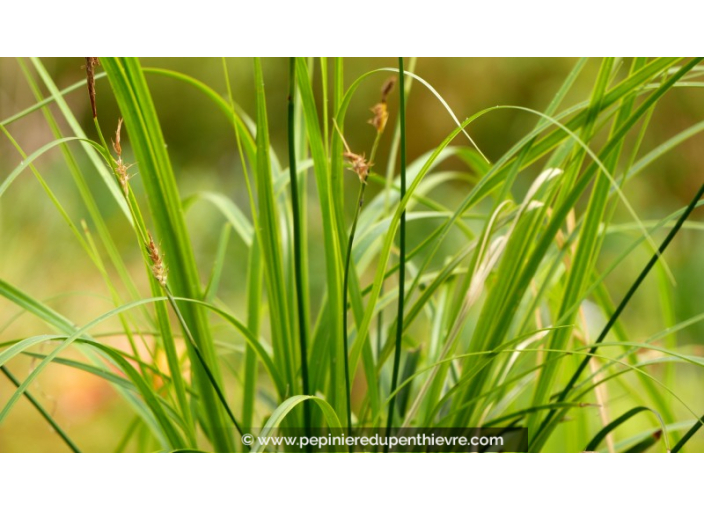 CAREX oshimensis 'Everlime'®