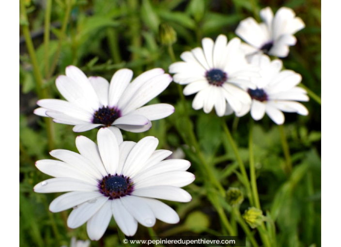 DIMORPHOTECA caulescens 'Blanc'