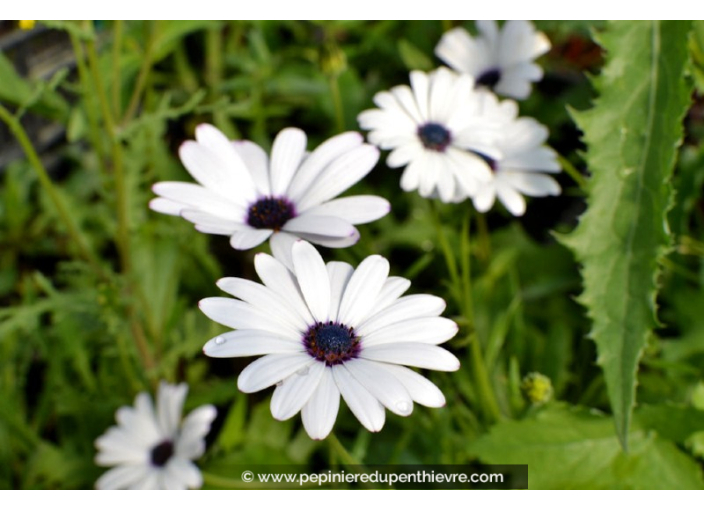 DIMORPHOTECA caulescens 'Blanc'