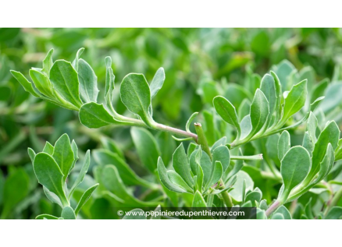 DIMORPHOTECA caulescens 'Blanc'