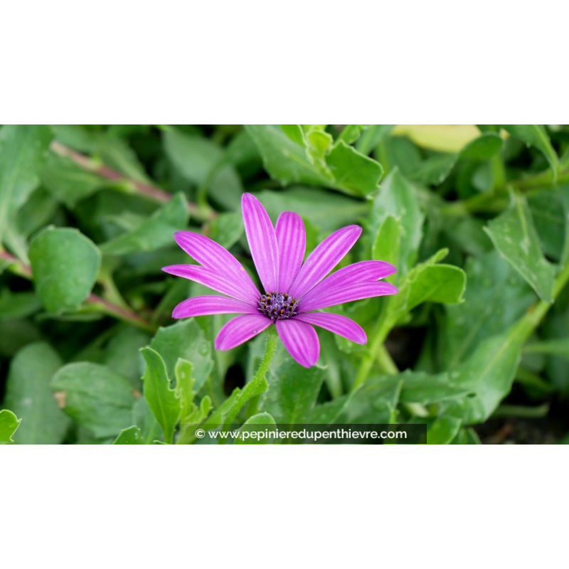 DIMORPHOTECA caulescens 'Mauve'