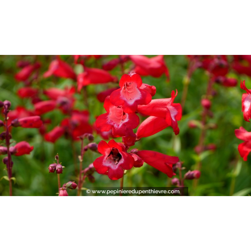 PENSTEMON x 'Le Phare'