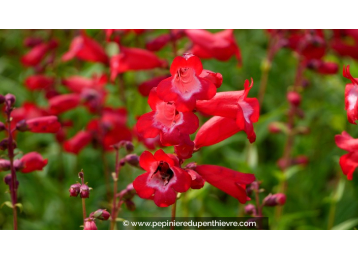 PENSTEMON x 'Le Phare'