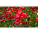 PENSTEMON x 'Le Phare'