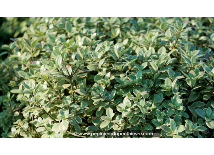 PITTOSPORUM tenuifolium 'Silver Ball'