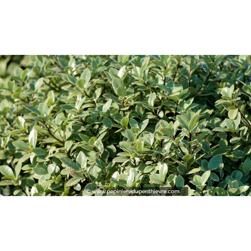 PITTOSPORUM tenuifolium 'Silver Ball'