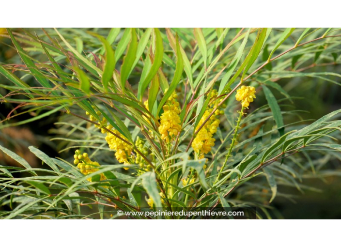 MAHONIA eurybracteata 'Soft Caress'