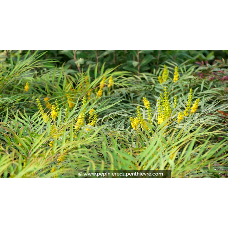 MAHONIA eurybracteata 'Soft Caress'