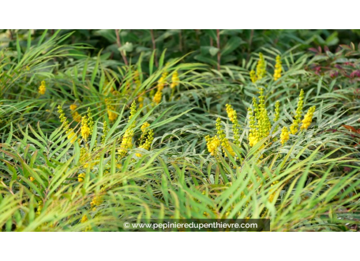 MAHONIA eurybracteata 'Soft Caress'