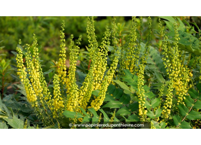 MAHONIA x media 'Charity'
