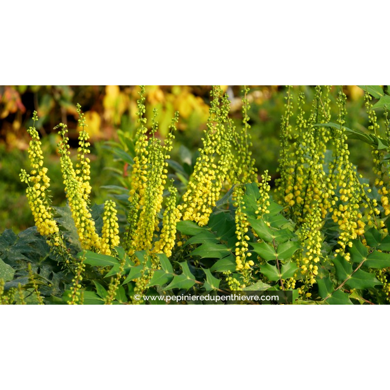 MAHONIA x media 'Charity'