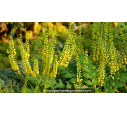 MAHONIA x media 'Charity'
