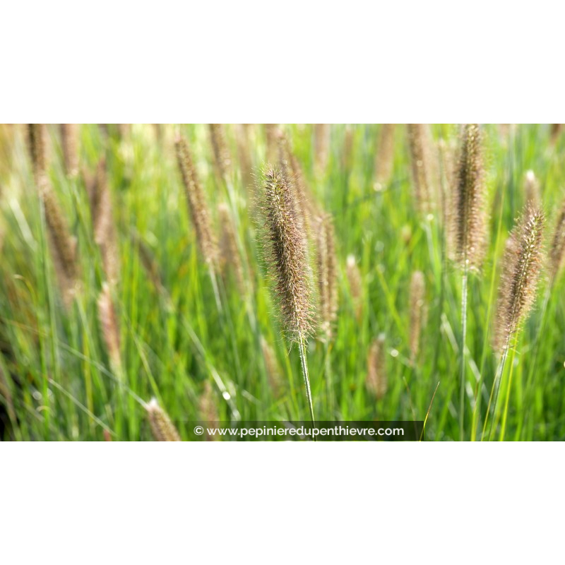 PENNISETUM alopecuroides 'Magic'