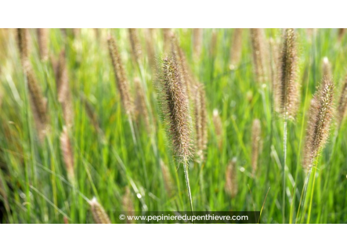 PENNISETUM alopecuroides 'Magic'