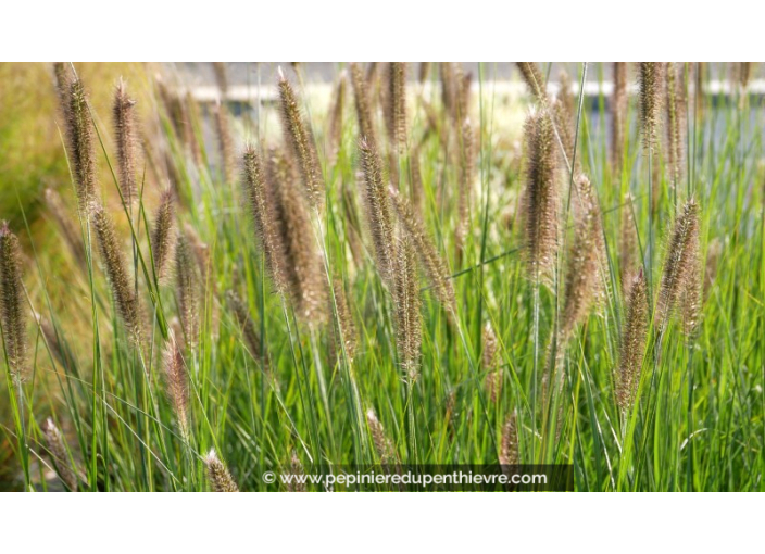 PENNISETUM alopecuroides 'Magic'